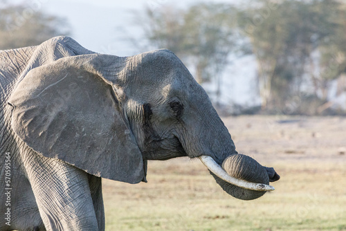 closeup of a elephat photo