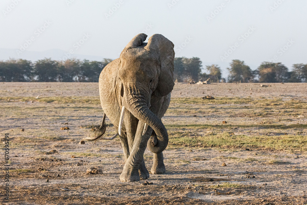 Obraz premium elephant on the savanah