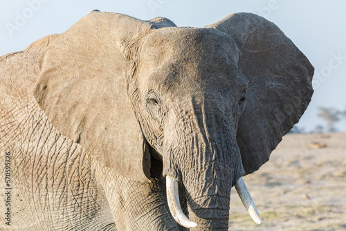 Photography closeup of a elephat
