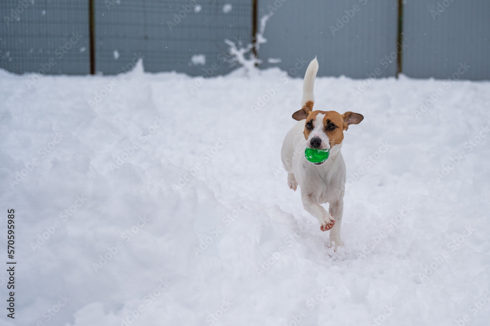 Jack Russell Terrier dog playing ball in the snow. Jack Russell Terrier dog playing ball in the snow.