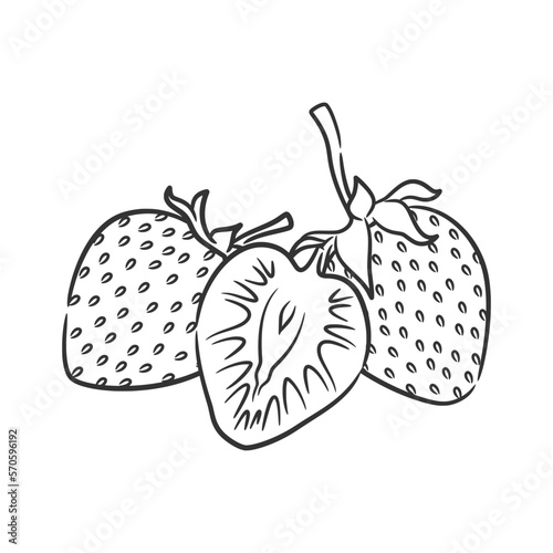 Strawberry Line Art Vector illustration. Coloring book of Healthy Berry