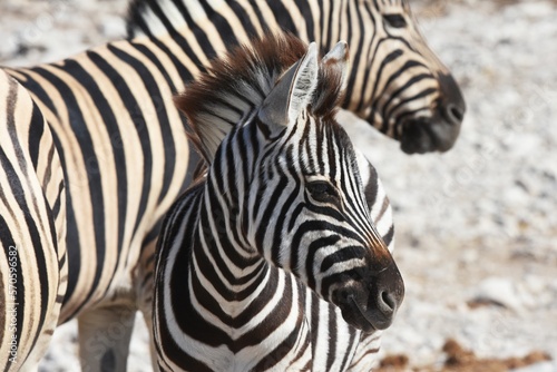Zebras  Equus quagga  am Wasserloch Kalkheuwel im Etoscha Nationalpark in Namibia. 