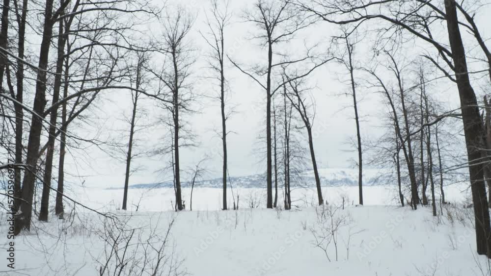 winter forest in the fog