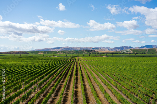 Symmetrische gr  ne Weinreben auf einem Feld in Neuseeland in den Marlborough Sounds mit blauem Himmel und Wolken.