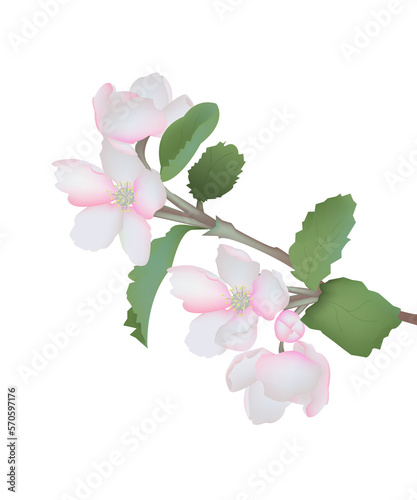 Fototapeta Naklejka Na Ścianę i Meble -  Spring blossom branch closeup