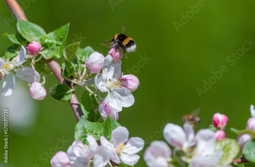 A shaggy bumblebee flies up to the flower of a blooming apple tree to collect nectar and pollinate the plant on a sunny spring morning