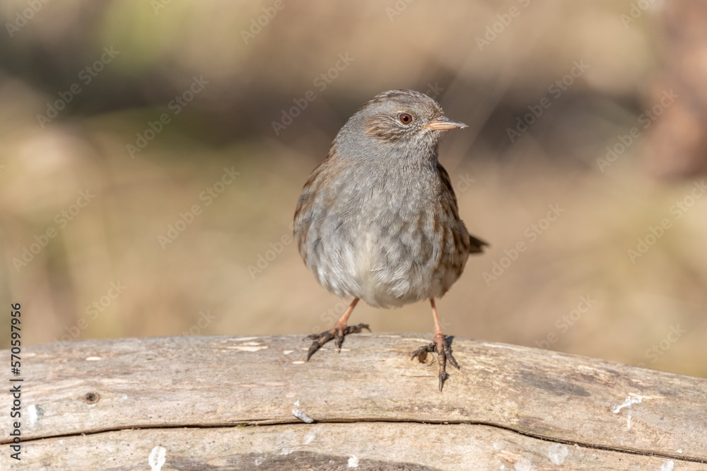 Dunnock (Prunella modularis) perched on a branch in the forest in winters.