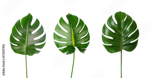 Monstera plant leaves, set tropical evergreen leaves isolated on transparent background.