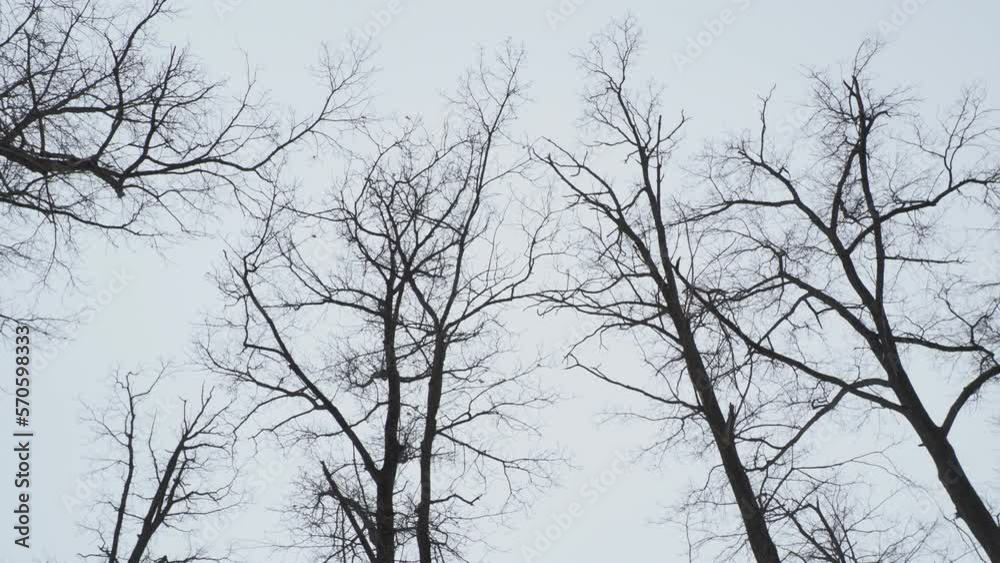 tree in winter tree in winter