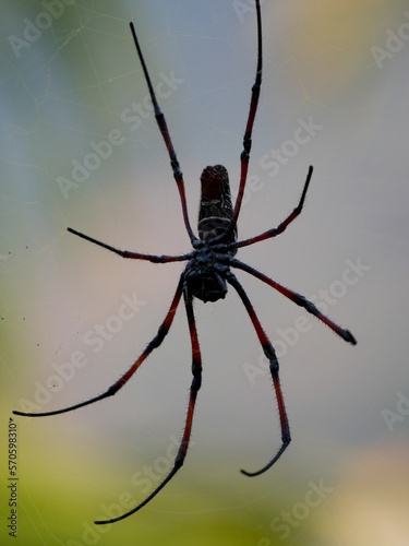 The large spider Trichonephila inura catches insects in its webs. Madagascar wildlife