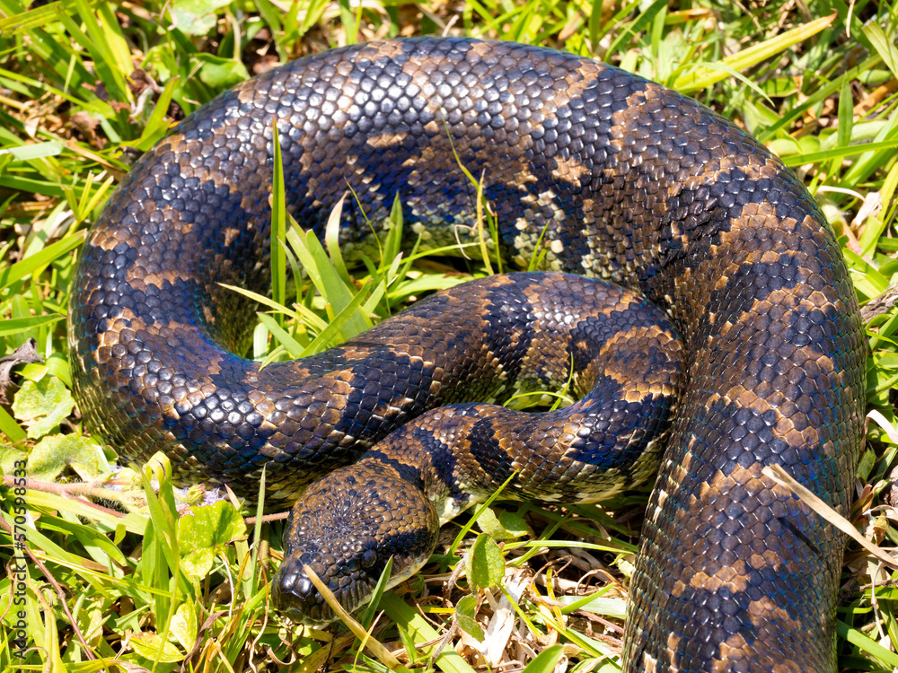 Madagascar tree boa, Sanzinia m. volontany, lying in the grass. Ranomafana National Park. Madagascar Madagascar tree boa, Sanzinia m. volontany, lying in the grass. Ranomafana National Park. Madagascar