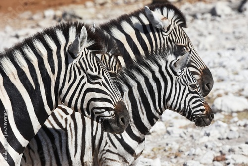 Zebras (Equus quagga) am Wasserloch Kalkheuwel im Etoscha Nationalpark in Namibia.  photo