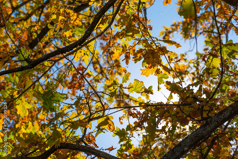 Yellow leaves on tree on blue sky background. Indian summer. Autumn mood. Autumn park or forest. Yellow leaves on tree on blue sky background. Indian summer. Autumn mood. Autumn park or forest.
