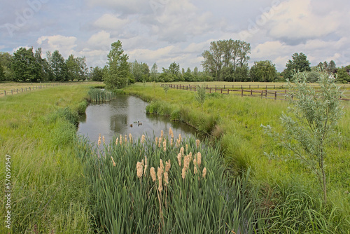 Creek with trees and reed field reflecting in the water on a sunny spring day in Kalkense meersen nature reserve, Flanders, Belgium photo