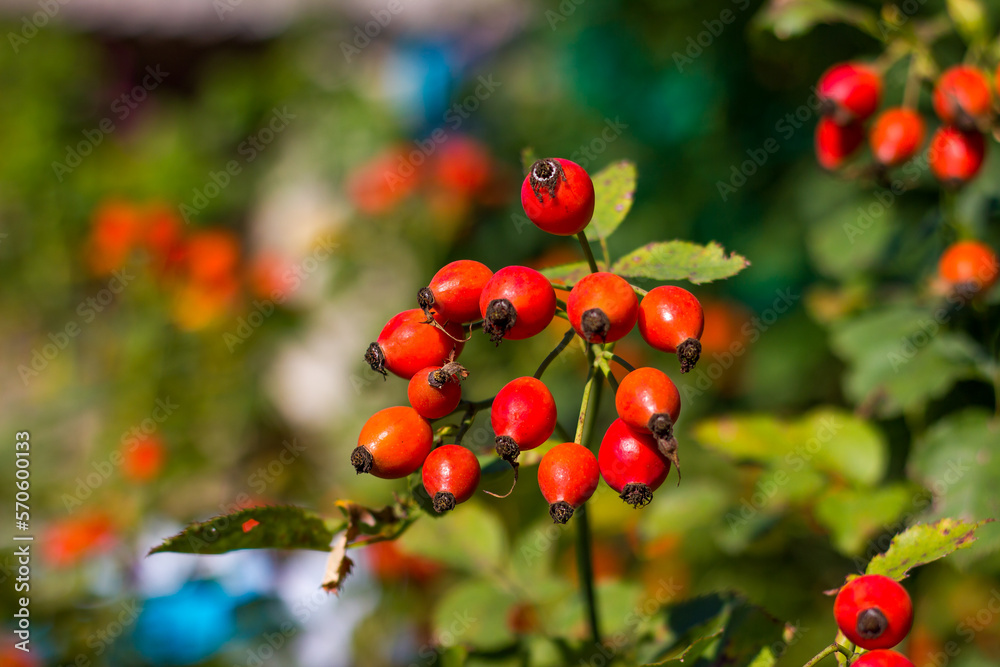 red-orange bright rose hips on a branch with green leaves and a stem lit by the sun, taken close up against a background with bokeh