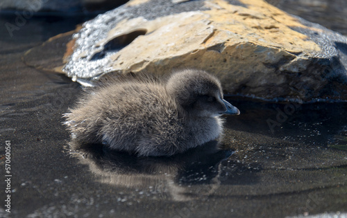 baby duck sleeps in a small pond