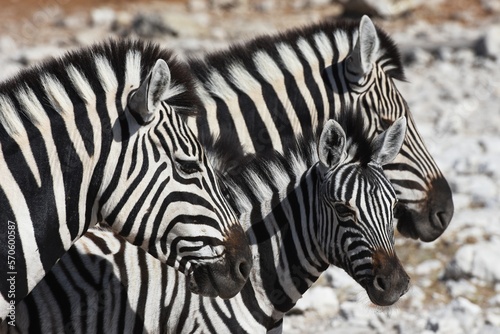 Zebras (Equus quagga) am Wasserloch Kalkheuwel im Etoscha Nationalpark in Namibia.  photo