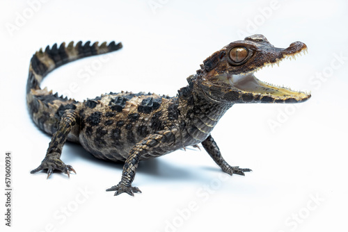 The Dwarf Caiman  Paleosuchus trigonatus   also known as Schneider s Dwarf Caiman  is a crocodilian from South America. It is the second-smallest species of the family Alligatoridae.