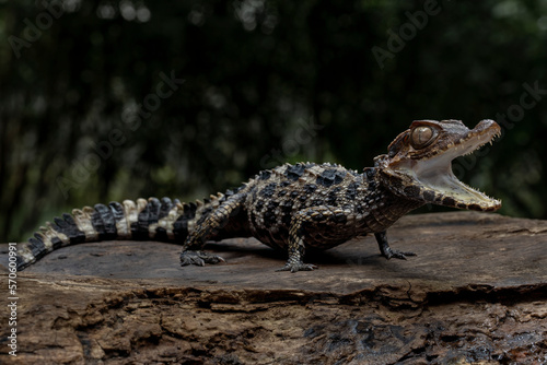 The Dwarf Caiman (Paleosuchus trigonatus), also known as Schneider's Dwarf Caiman, is a crocodilian from South America. It is the second-smallest species of the family Alligatoridae.