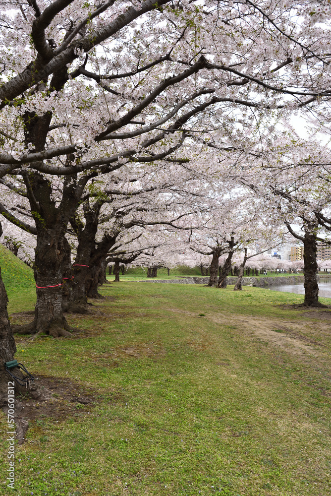Naklejka premium Cherry blossom, Hakodate, Hokkaido, Japan