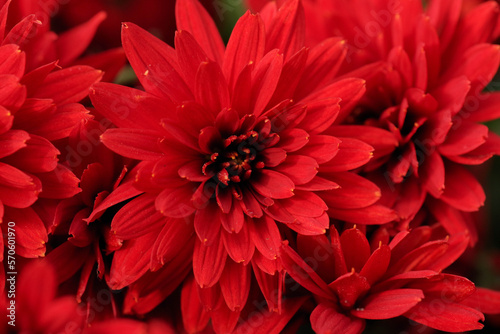 Delicate floral background of autumn flowers close-up. Inflorescence of red chrysanthemums close-up. shallow depth of field, selective focus photo