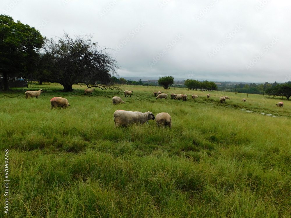 Sheep grazing in a bright green grass field near trees under a white cloudy sky with a hilltop on the horizon that is mostly covered by clouds during a rain storm. Sheep grazing in a bright green grass field near trees under a white cloudy sky with a hilltop on the horizon that is mostly covered by clouds during a rain storm.