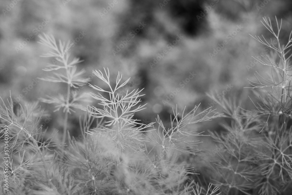Typical dill growing in the garden in a black and white. Typical dill growing in the garden in a black and white.