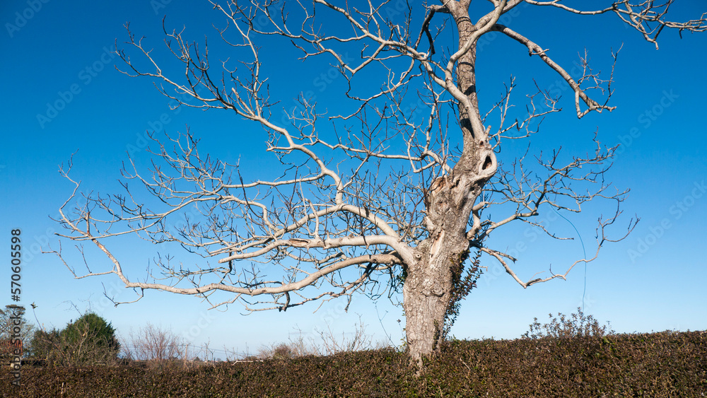 Arbol latente en invierno en cielo azul Arbol latente en invierno en cielo azul