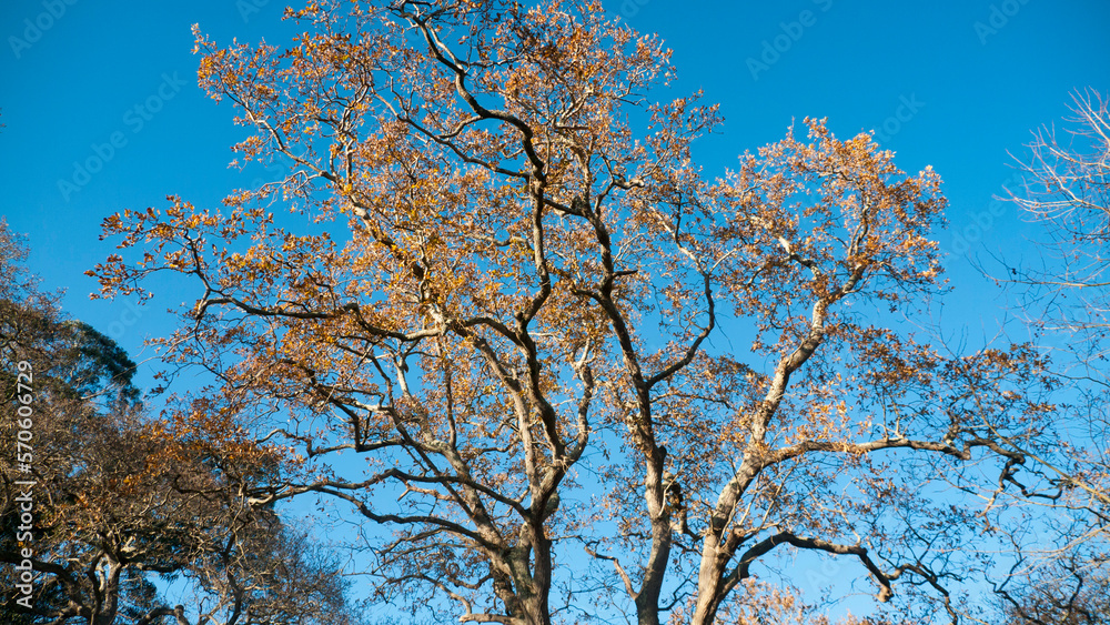 Ramas de roble sin hojas y cielo azul Ramas de roble sin hojas y cielo azul