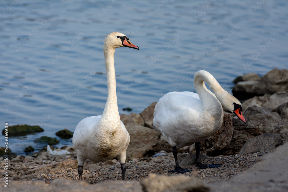 Swans on the shore Swans on the shore