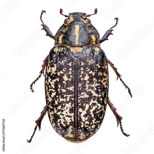 Valokuva Pine chafer beetle