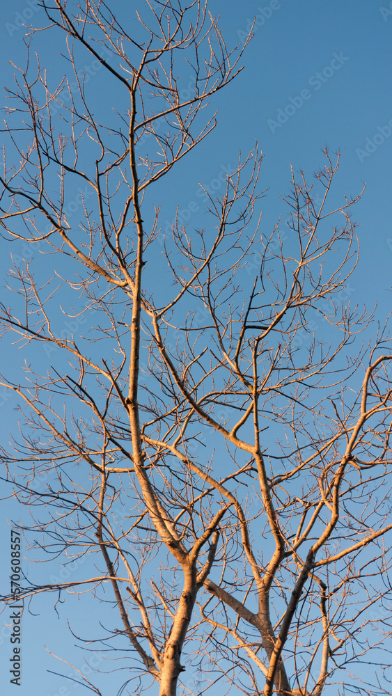 Obraz premium Ramas de árbol sin hojas en invierno