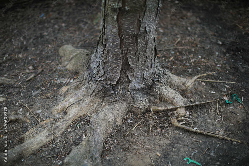 Tree bark and root texture and moss 