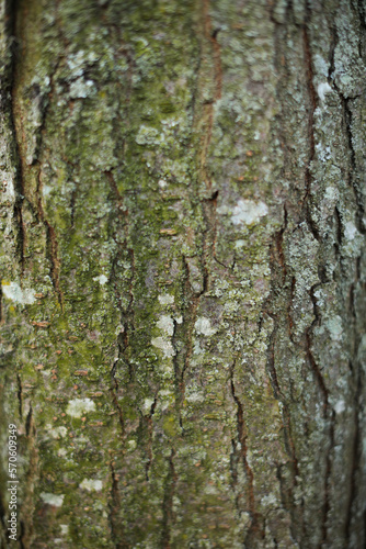 Fototapeta Naklejka Na Ścianę i Meble -  Tree bark and root texture and moss 