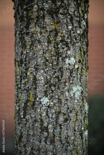 Tree bark and root texture and moss 