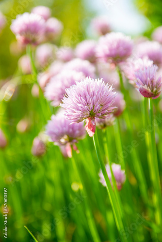 pink flowers