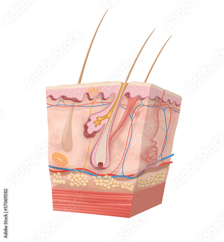 Diagram of human skin structure photo