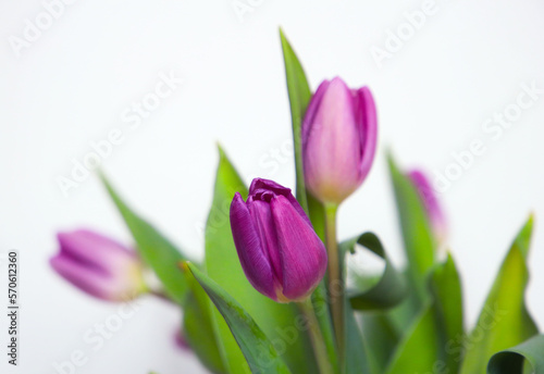 Beautiful lilac tulips on white background  close up flowers