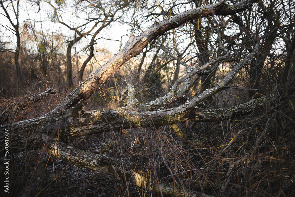 fallen big dry tree in the forest fallen big dry tree in the forest