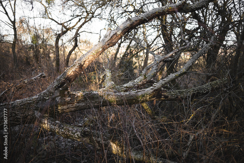 fallen big dry tree in the forest