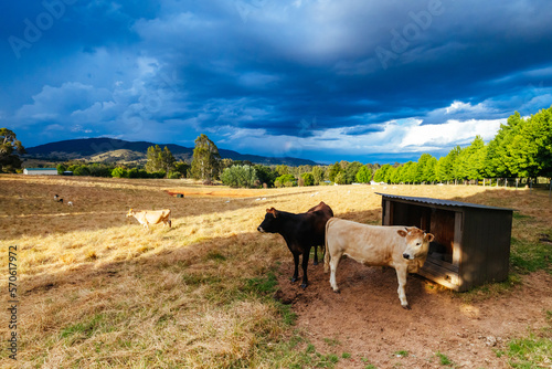 Yackandandah Stormy Landscape in Australia photo