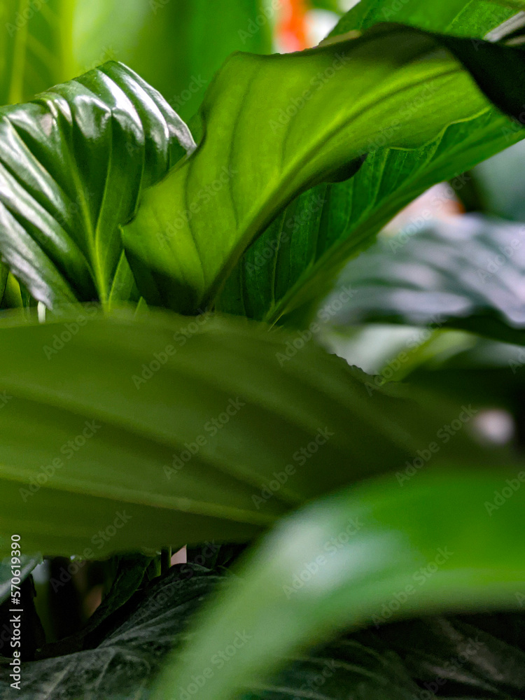 Obraz premium leaves background