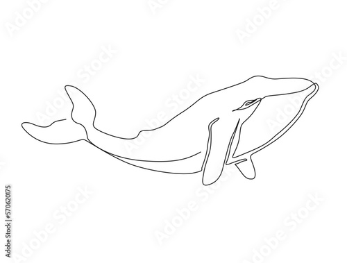 Continuous one line drawing of whale. Simple illustration of humpback whale line art vector illustration