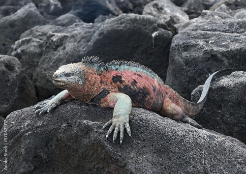 Iguana on rocks, Galapagos