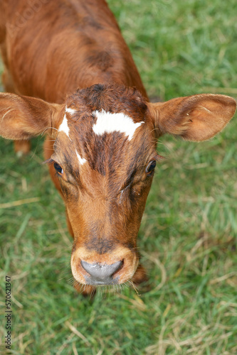 calf feeding