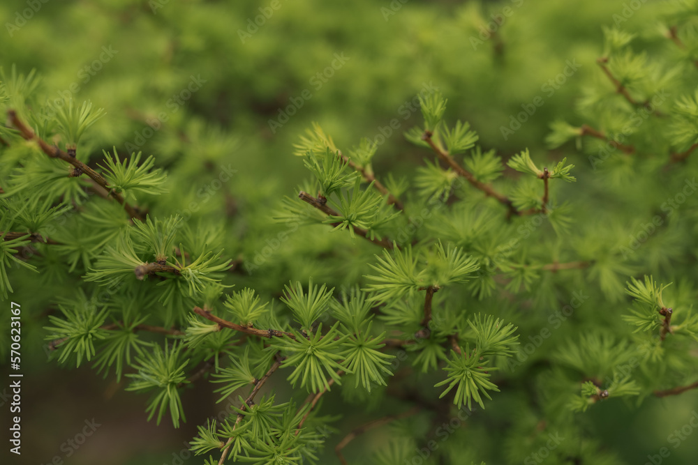 Small japanese larch tree close up Small japanese larch tree close up