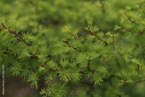 Small japanese larch tree close up