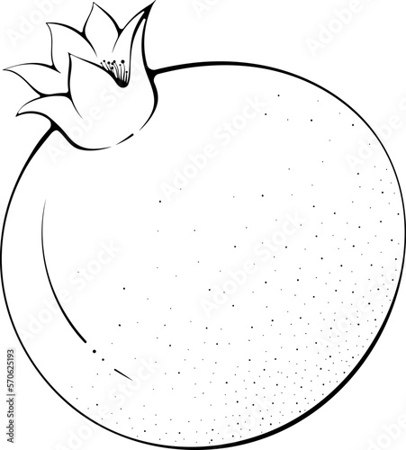 Whole pomegranate. Vector illustration in hand drawn sketch doodle style. Line art botanical natural ingredient for fresh juice isolated on white. Close up fruit. Coloring book page