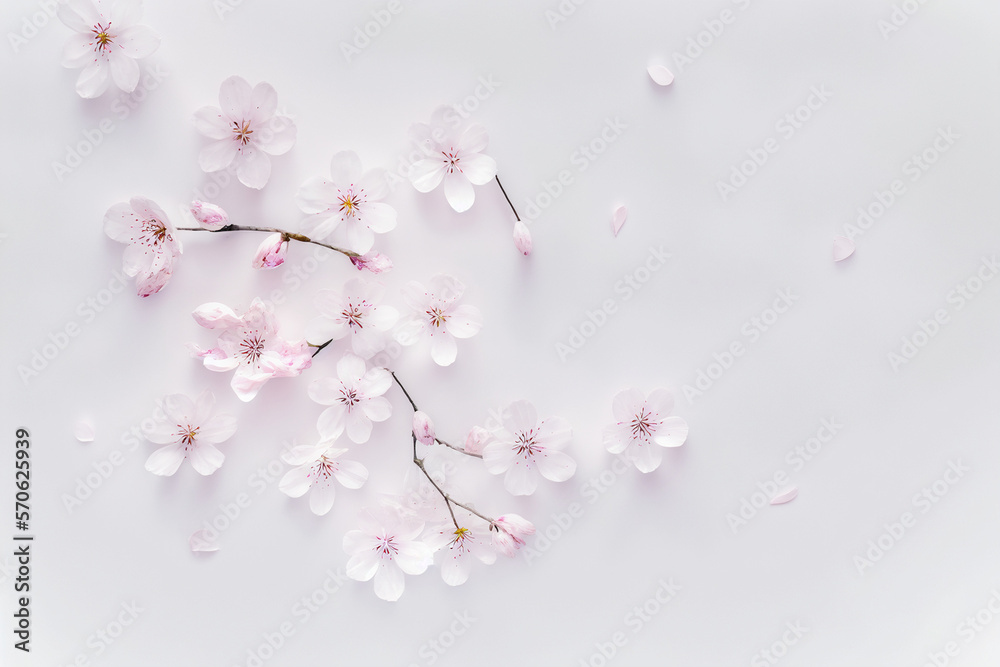 Sakura Background - Delicate pink sakura blooms against a serene white backdrop - Generative AI technology