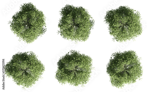 set of trees rendered from the top view, 3D illustration, for digital composition, illustration, 2D plans, architecture visualization